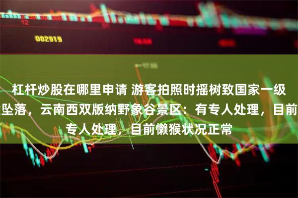 杠杆炒股在哪里申请 游客拍照时摇树致国家一级保护动物懒猴坠落，云南西双版纳野象谷景区：有专人处理，目前懒猴状况正常